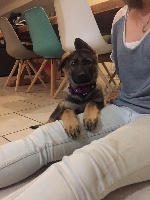 CHIOT